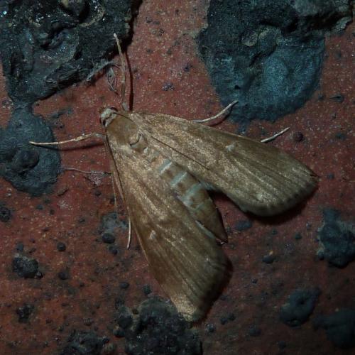 Réf. 183 711 : Parapoynx stratiotata